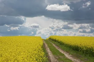 Rapeseed: Rape - way in a flowering rapeseed field - Germany