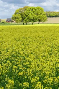 Rapefield: Rapefield (Brassica napus), Huelserberg, Crefeld