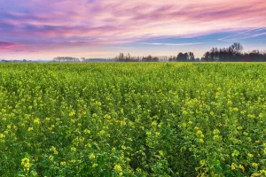 Biodiesel: Rapeseed