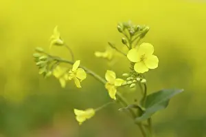 Humberland: Rapeseed