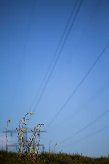 Turnip: Rapeseed