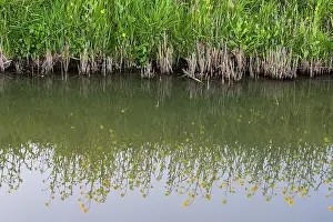 Ditch: Rapeseed
