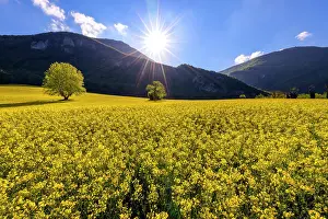 Rapeseed: Rapeseed field in full bloom, Region of Seyssel