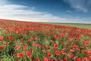 Adventitious: Rapeseed field colonized by poppies on the Opal