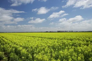 Christchurch: Rapeseed Field, South Canterbury, South