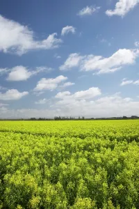 Christchurch: Rapeseed Field, South Canterbury, South