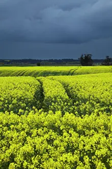 Paddock: Rapeseed Field and storm clouds near Timaru