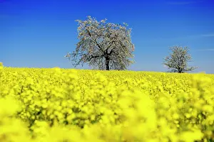 Rapeseed: Rapeseed fields and blossoming cherry trees near