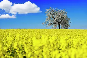 Rapeseed: Rapeseed fields and blossoming cherry trees near