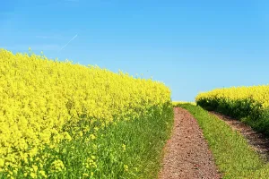 Devon: Rapeseed fields and farms, Devon, England, United