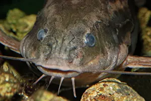 Catfishes: Raphael Catfish