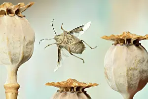 Shield: Raphigaster nebulosa (Rhaphigaster nebulosa), in
