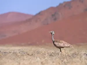 Bustard: Rappell's Bustard