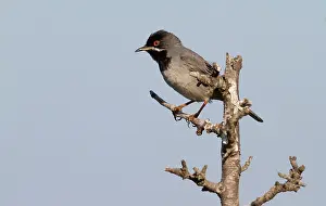 Lesbos: Rappell's Warbler