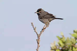 Lesbos: Rappell's Warbler