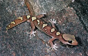 Helmeted: Rare Australian Gecko