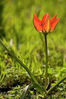 Cretan: Rare endemic cretan tulip / Doerfler's Tulip
