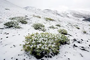Vetch: A rare endemic milk vetch on Mt. Etna, in snow and hail