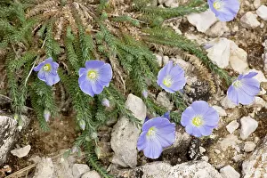 Punctatum: A rare flax