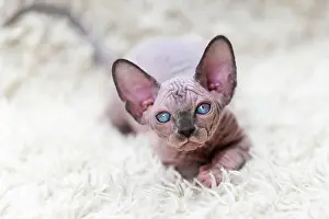Rarity: Rare hairless Canadian Sphynx Cat kitten lying on