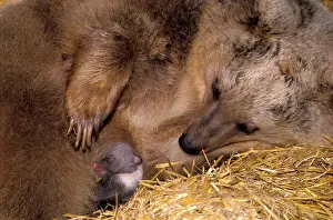 Syrian: Rare image of Syrian Brown Bear, female with newborn cub