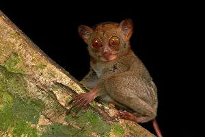 Tarsius: The rare and insectivorous primate of Borneo: Horsfield's