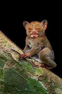Tarsius: The rare and insectivorous primate of Borneo: Horsfield's