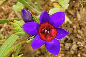 Relative: A rare iris-relative, wine cup - on renosterveld
