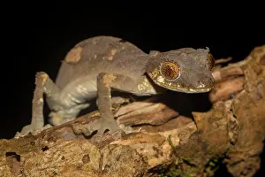 Gecko: Rare leaf-tailed gecko (Uroplatus finiavana) on