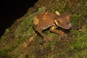 Gecko: Rare leaf-tailed gecko (Uroplatus finiavana) on