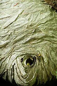 Subterranean: A rare non-subterranean Eastern Yellow Jacket