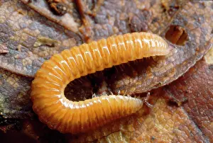 Millipedes: RARE ORANGE MILLIPEDE - ON LEAF