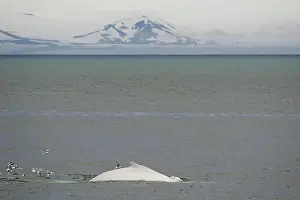 Mysticeti: Rare, possibly the only, white Humpback Whale (Megaptera