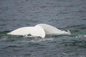 Fluke: Rare, possibly the only, white Humpback Whale (Megaptera