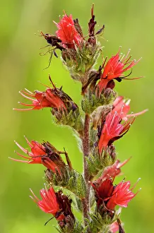 Bugloss: A rare Red Bugloss