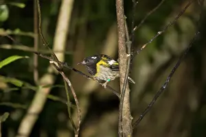 Cincta: Rare Stitch bird / Hihi