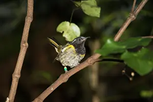 Cincta: Rare Stitch bird / Hihi