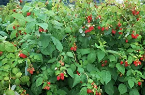 Aggregate: Raspberries