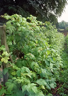 Raspberries: Raspberries - under netting