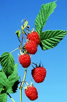 Raspberries: RASPBERRIES - x five on stem