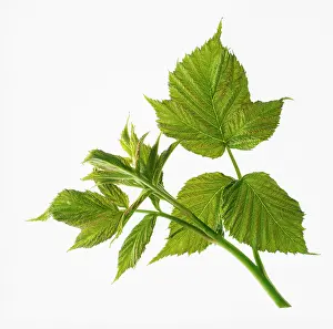 Idaeus: Raspberry