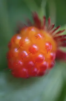 Raspberry: Raspberry