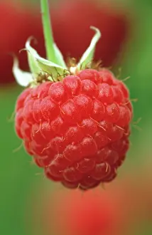Idaeus: Raspberry