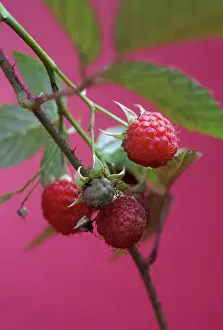 Idaeus: Raspberry