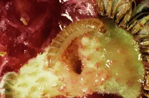 Idaeus: Raspberry beetle larva
