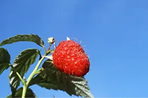 Raspberries: RASPBERRY - close-up of fruit