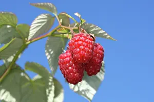 Idaeus: Raspberry - fruit on plant