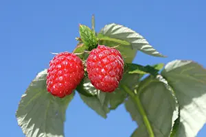 Idaeus: Raspberry - fruit on plant