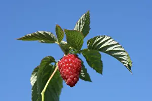 Idaeus: Raspberry - fruit on plant. Edible