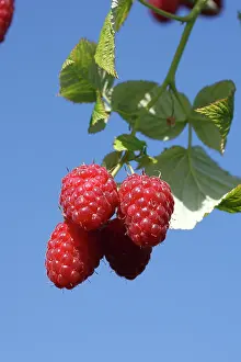 Idaeus: Raspberry - fruit on plant. Edible